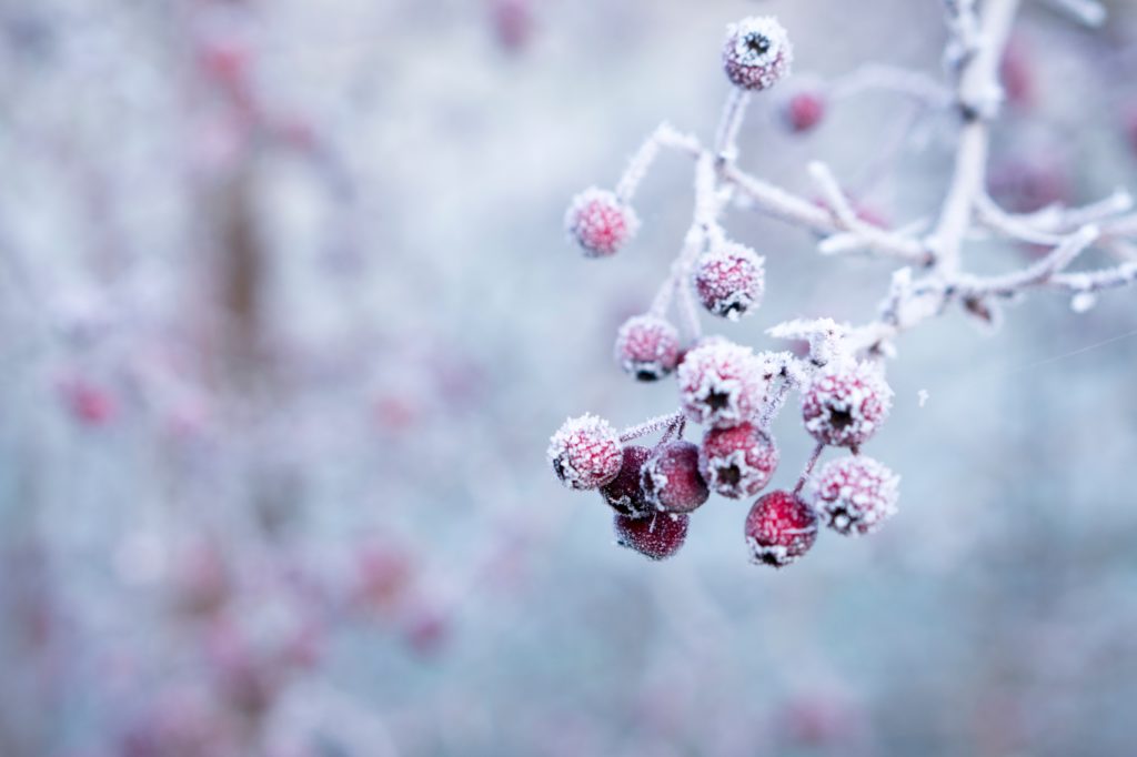 comment profiter du jardinage en hiver teacher ilca